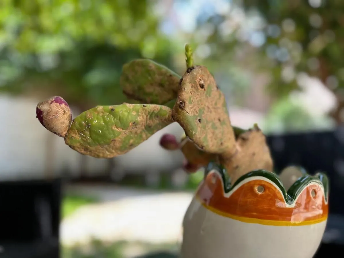 B&B Giardino Della Giganza カターニア