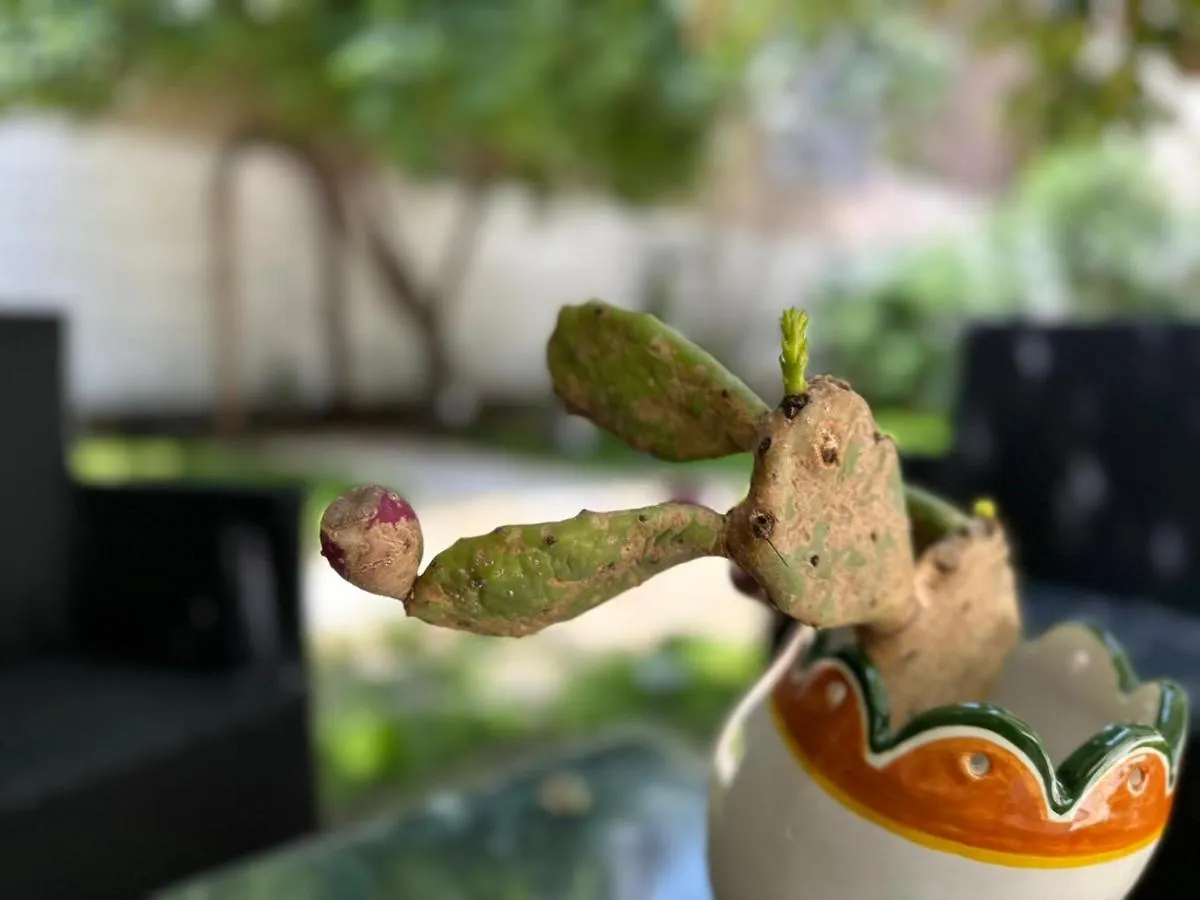 B&B Giardino Della Giganza カターニア